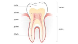 Подробнее о статье Строение зуба человека