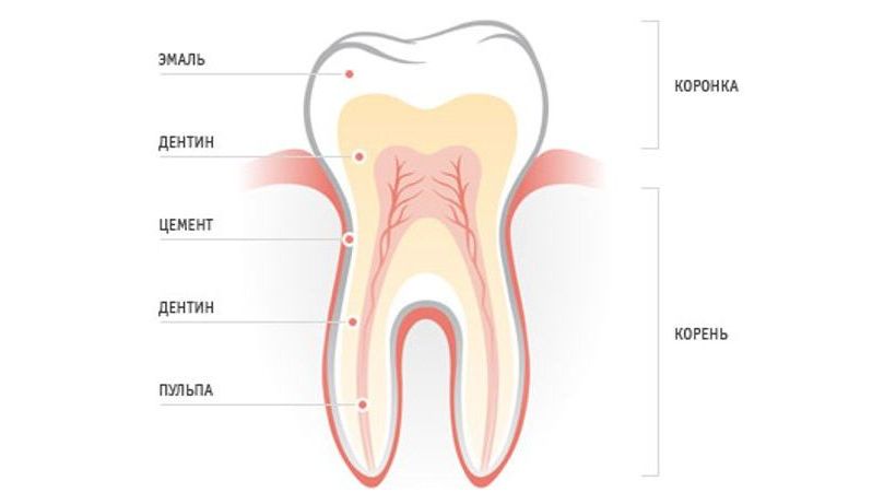 Подробнее о статье Строение зуба человека